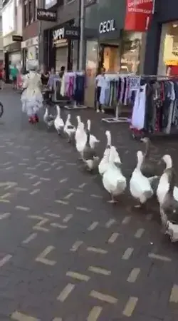 Lovely duckkk 