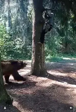 Bear attack videos