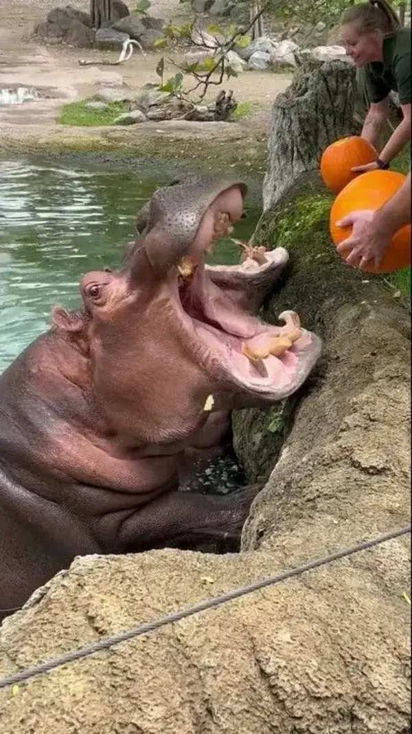 Hungry Hippos Enjoy Pumpkin Treats . @viralhog