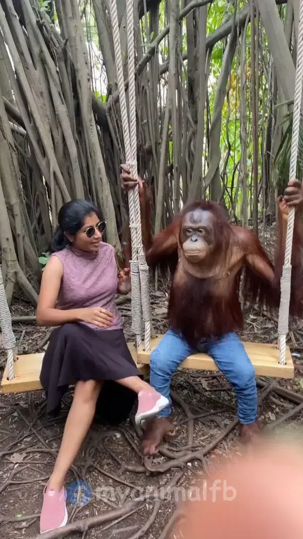 Human With Orangutan