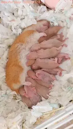 A wonderful mother 🤗