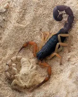Scorpion Pictures That Will Take Your Breath Away - Watch Video - Animal Wallpaper Animal Tattoo Art