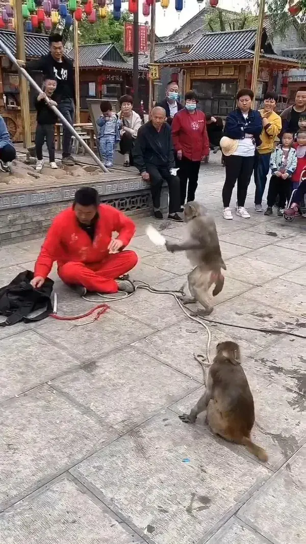 monkey street performer