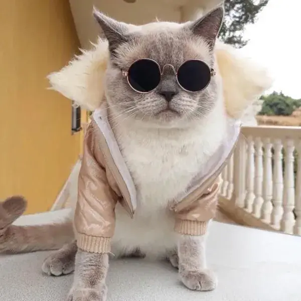 Cool Cat