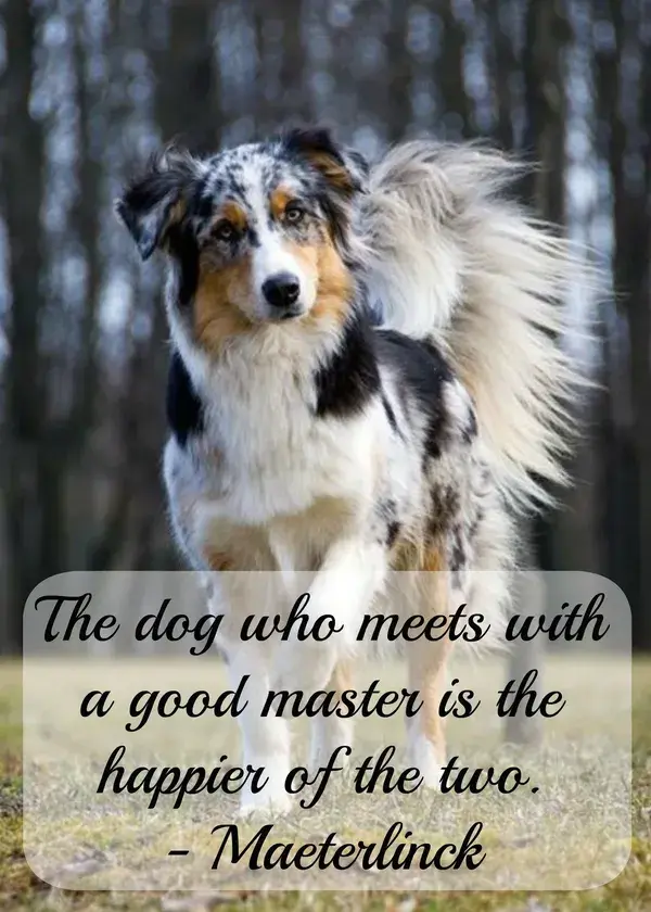 www.fordogtrainers.com