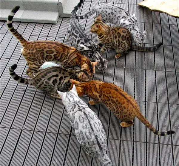 bengalcats.co