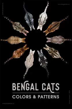 www.bengalcats.co