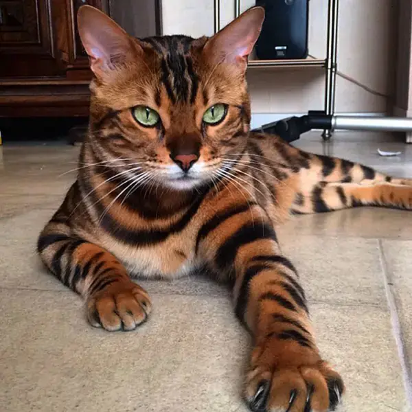 New Free of Charge Bengal Cats cross Suggestions