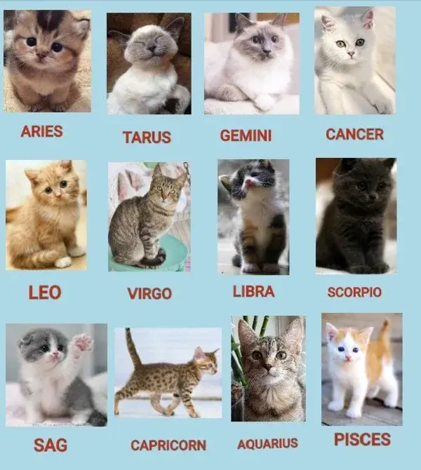 The zodiac signs as cute kittens 💕
