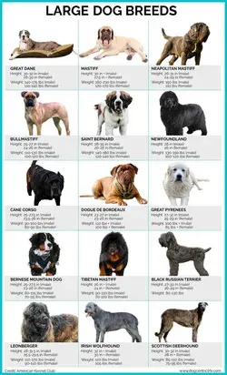 Most Expensive Dogs in the world