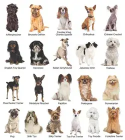 What's your dog breed? Comment below!