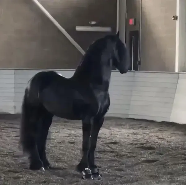 Beautiful black Friesian 😍🖤