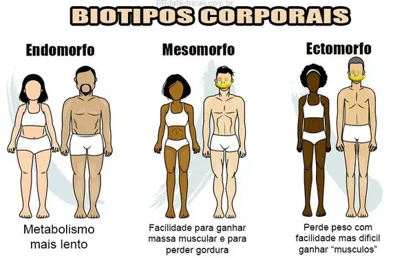 Os 3 Biotipo Corporal