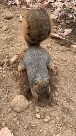 What did this squirrel find on the ground?