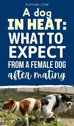 A Dog in Heat: What to Expect From a Female Dog After Mating