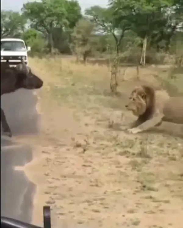 🦁🐃