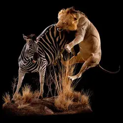 Animal Artistry - African Taxidermy - Lion and Zebra Taxidermy