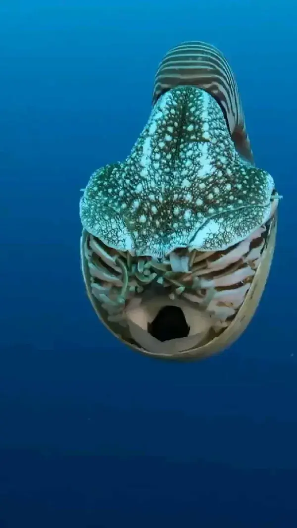 What you see in this video is called a Palau Nautilus or also known as “Squid with a shell." This ce