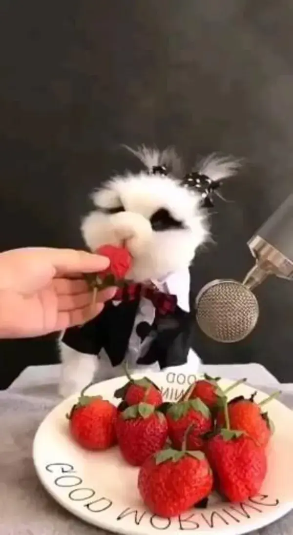 Mr Bunny munching berries