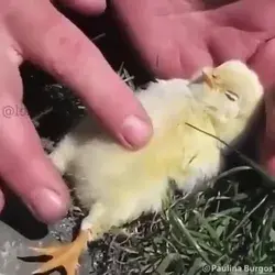 poor chick