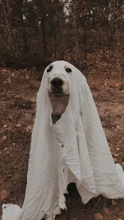 spooky pup