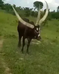 What should its name be? 

Three-horned bull found in Uganda