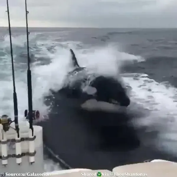 Orca-mazing!