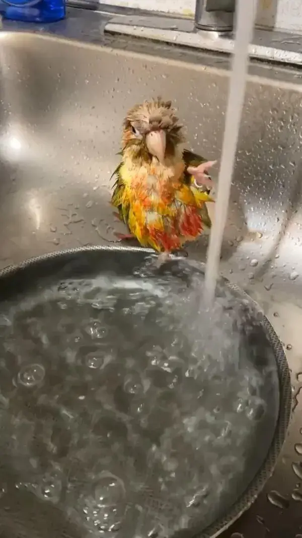 Hedwig taking a little sink bath