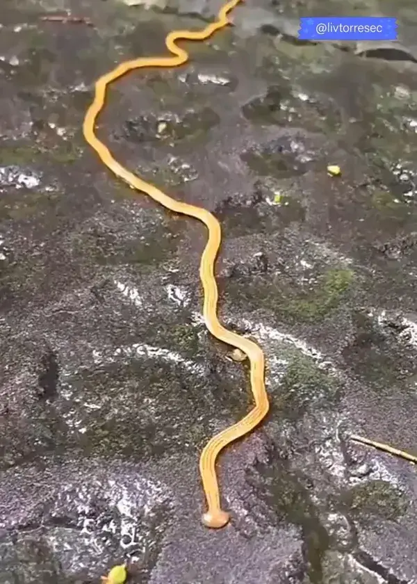 Hammerhead Worm - Animals