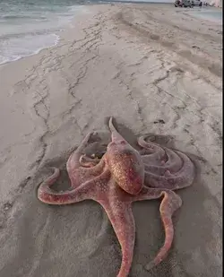 Amazing Land Octopus  #shorts Videos by Just amazing