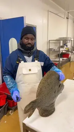 Have you ever seen a giant flounder be filleted?! 🤷🏽‍♂️😳