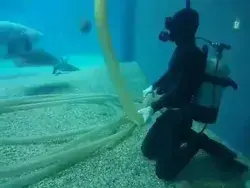 Every time this tank cleaner cleans out the aquarium, this fish swims over to him looking for pets 