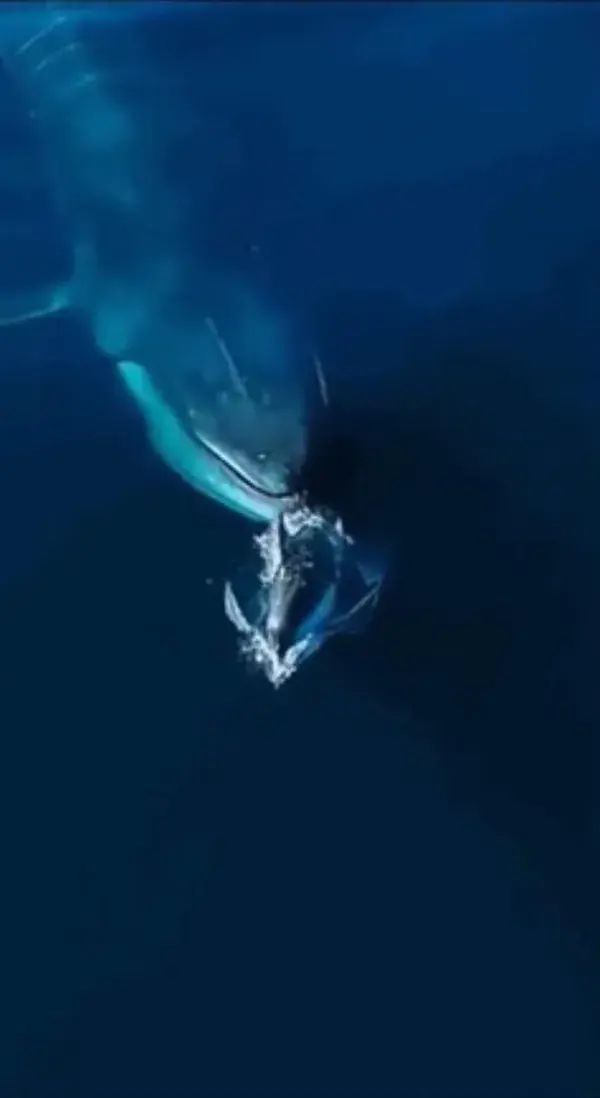 Size of a Humpback Whale and an Orca