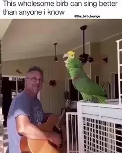 Singing Parrot #parrot #animals #pets