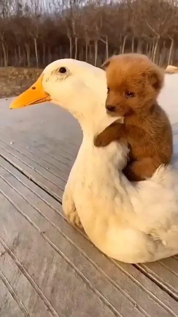 Puppy getting a ride from a duck 🦆How cute is this!? 😭 #animals #fyp