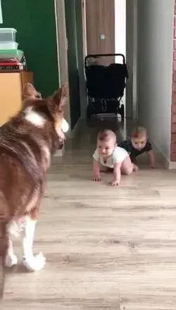 Cute dog makes two babys happy 