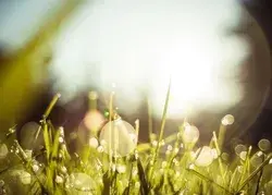 Metal Poster Morning Dew Grass