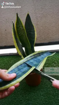 Snake plant water propagation