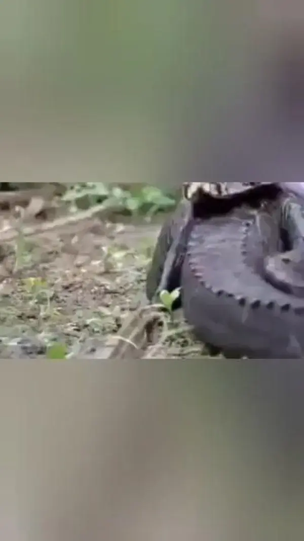 Natureza em Foco - Sobrevivência na selva