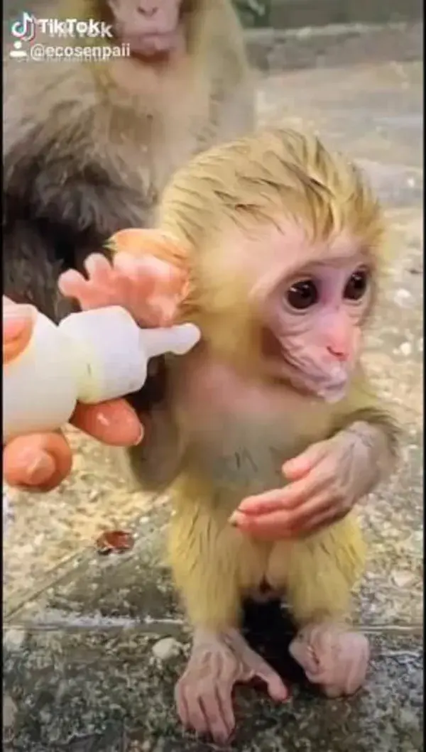 pets baby monkey animal lover gift cute ape funny monkey funny animal videos petting animals lovers