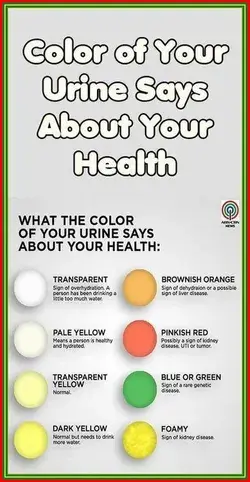 Here?s What The Color of Your Urine Says About Your Health