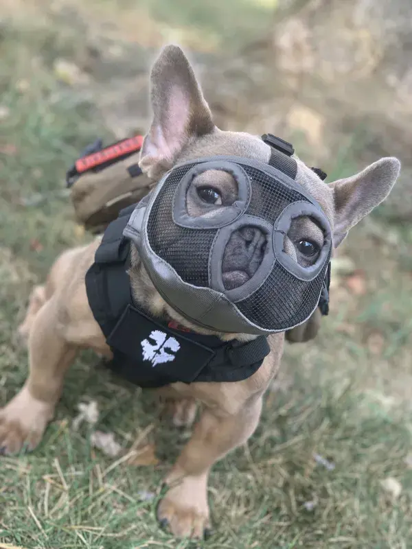 Tactical Frenchie (Ghost Frenchie) 