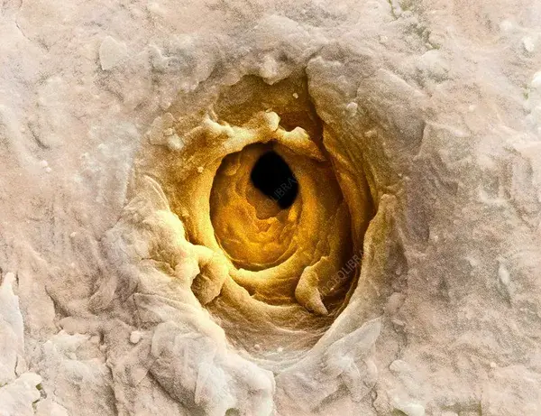 www.sciencephoto.com