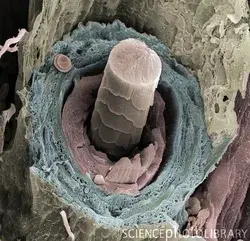 www.sciencephoto.com