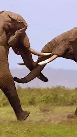 Elephant Struggle