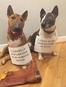 www.dogshaming.com