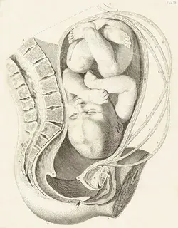 embryology.med.unsw.edu.au