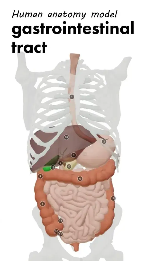 Gastrointestinal trac|health mentor