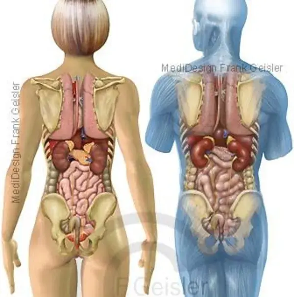 www.anatomie-online.com