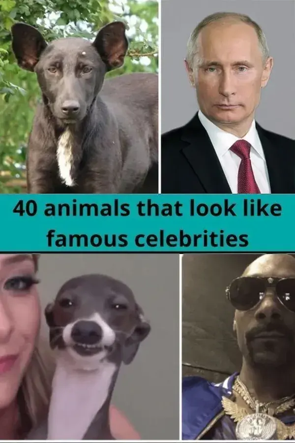 40 animals that look like famous celebrities